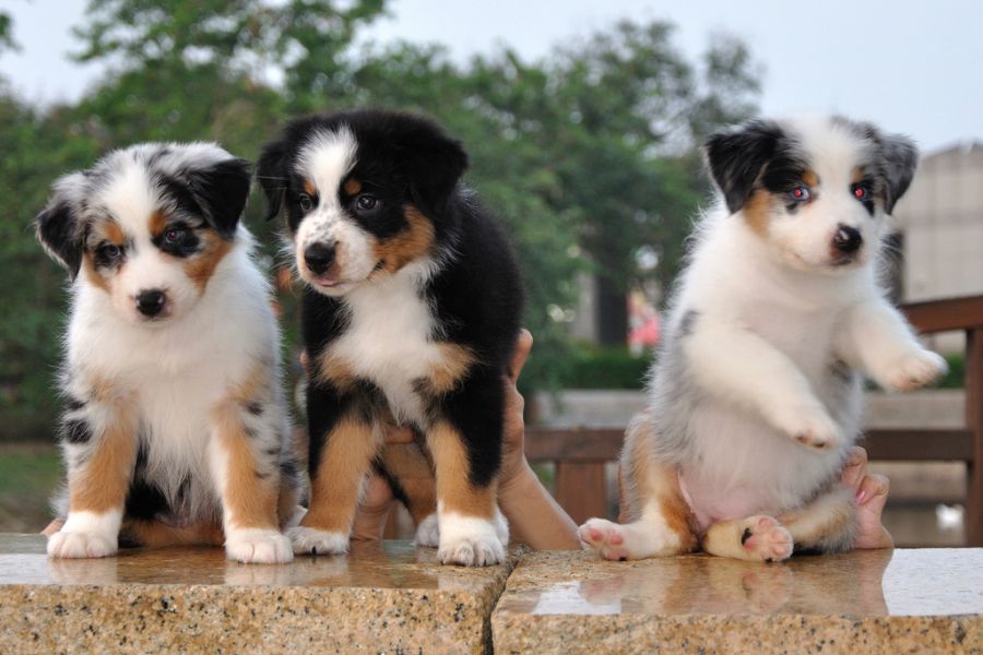 Regalo adorabili cuccioli  pastore australiano  femminucce e maschietti disponibili