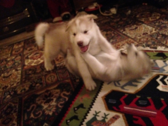 Regalo Cuccioli Siberian Husky 