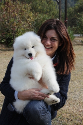 Regalo adorabili cuccioli di Samoiedo femminucce e maschietti disponibili per l'adozione gratuita i 