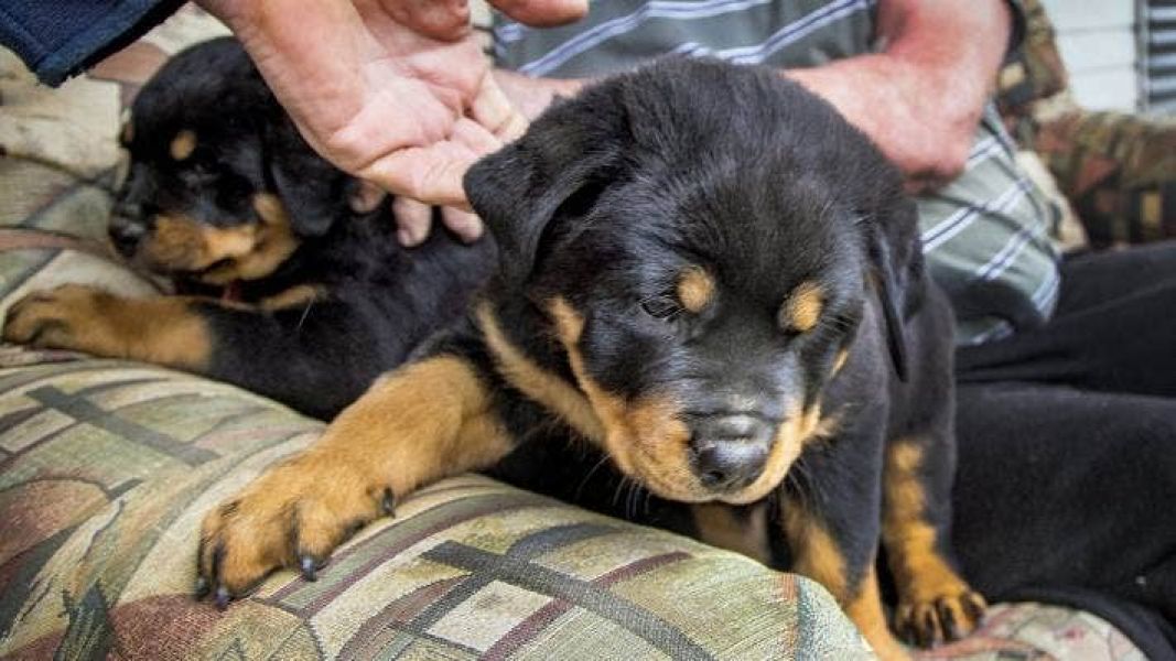 Cuccioli di Rottweiler di alta qualit (100% di razza)
