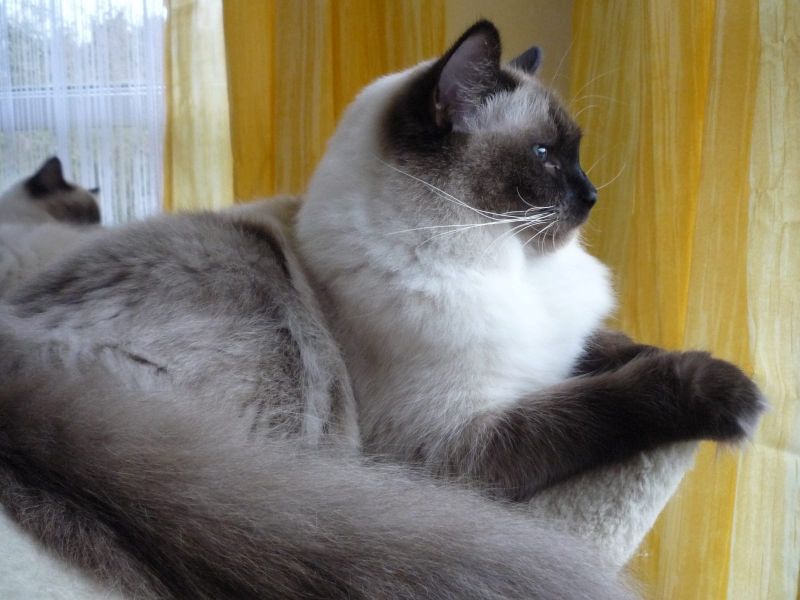 Siamese kitten  per adozione ( regalo  )
