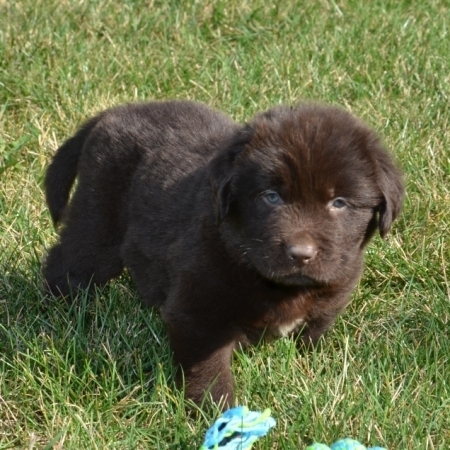 Regalo cuccioli di TERRANOVA