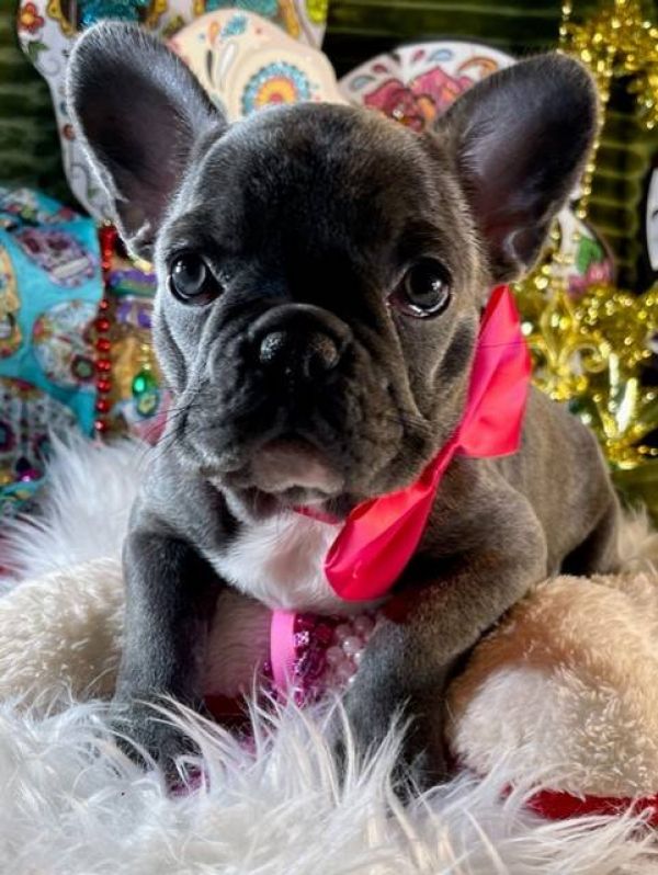  Regalo Meravigliosi cuccioli di bulldog francese  Casa cresciuto, salute garantita, vasino addestra