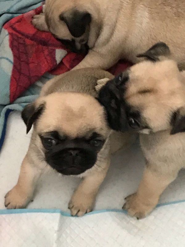 Bellissimi cuccioli carlino