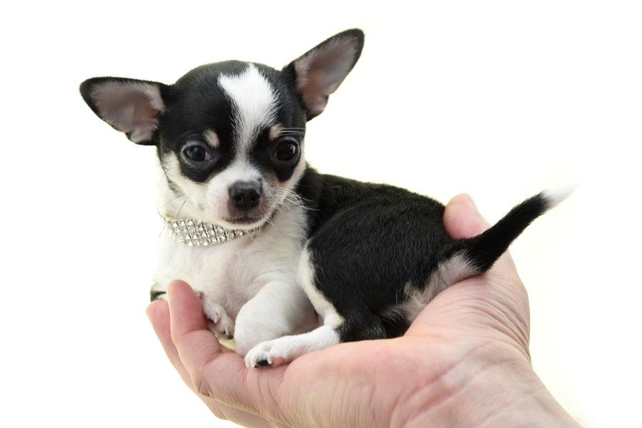 REGALO Cuccioli dolce e bella chihuahua toy