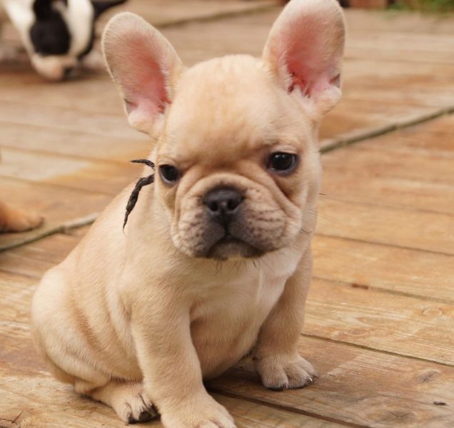Cuccioli di razza bulldog francese per adozione 
