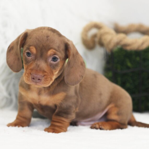 Regarlo Bassotto cuccioli EMAIL (canine.boutique.pro@gmail.com)