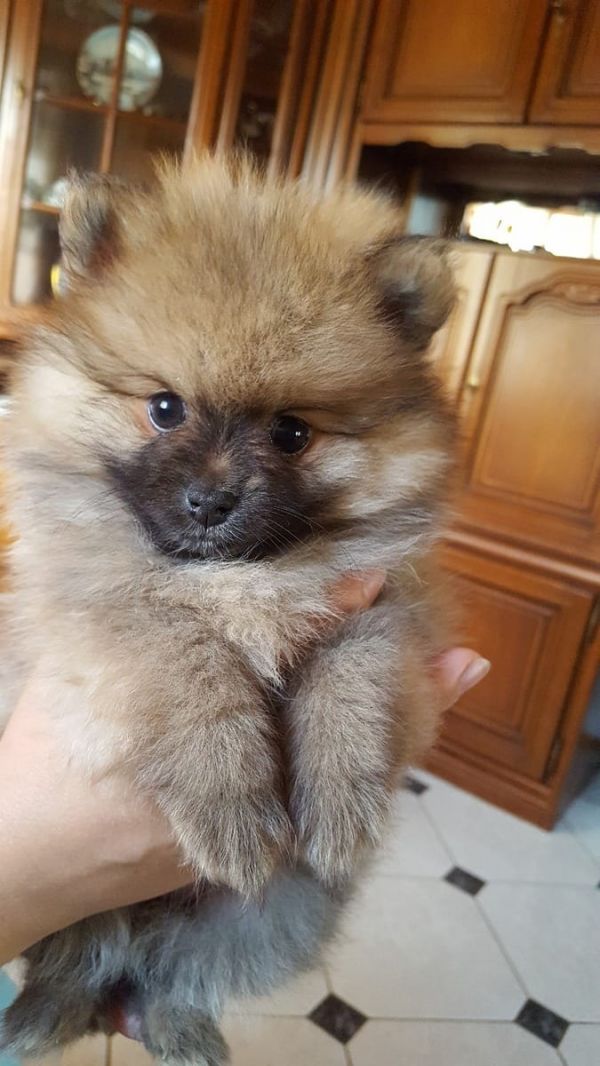  cuccioli di volpino pomeranian  per adozione ( regalo  )