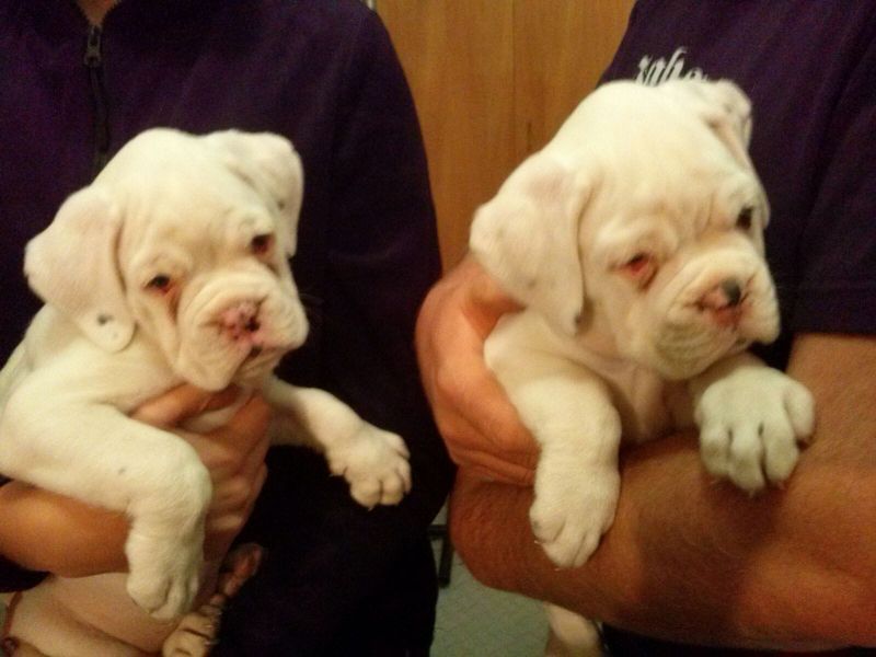 Cuccioli di Boxer per adozione ( maschio e femmina )