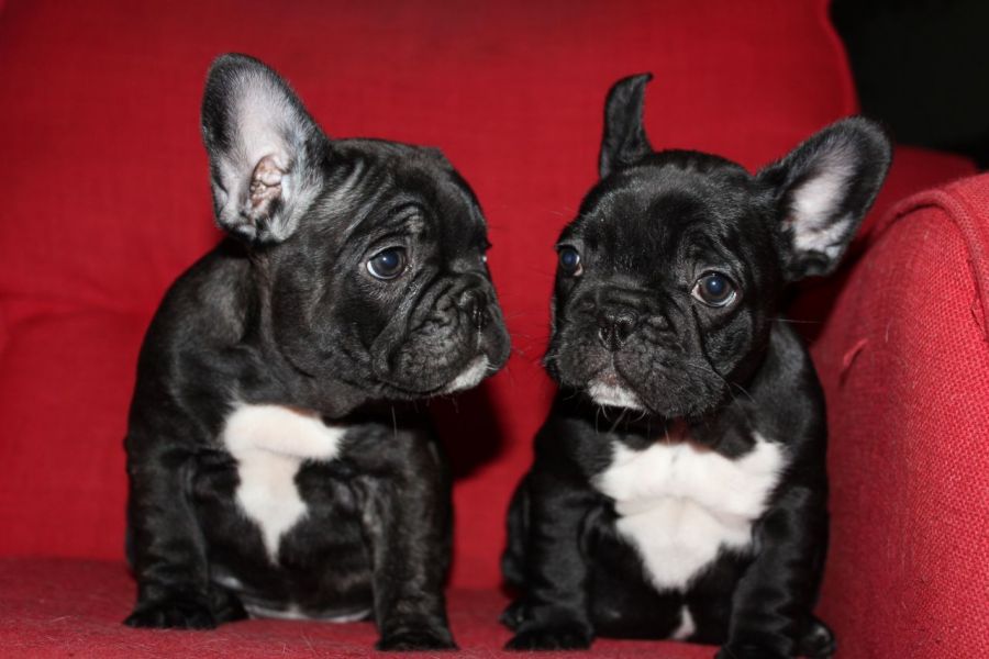 Regalo Bulldog Francese cucciolata Disponiamo di una cucciolata di Bulldog Francese ; i cuccioli ver