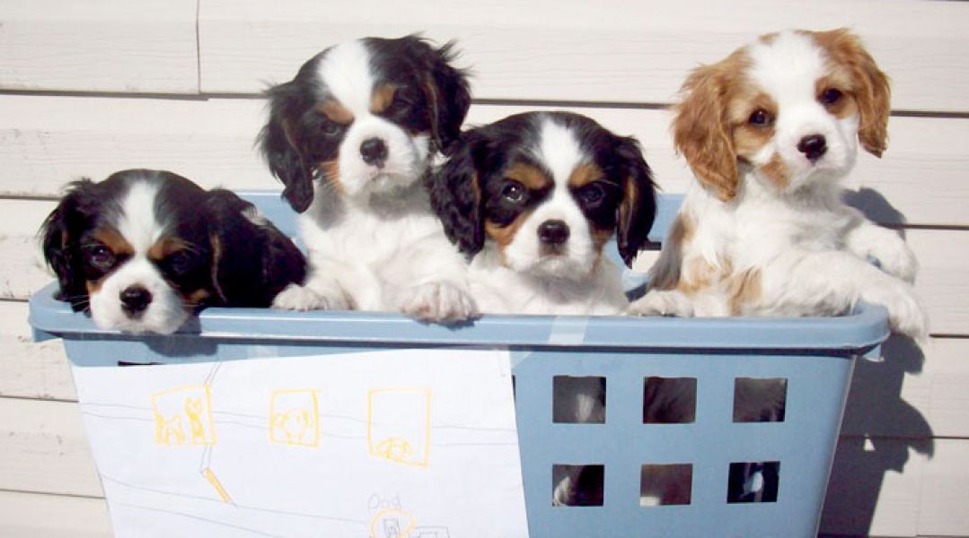 Cucciolo di Cavalier King