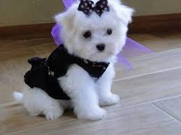 In adozione cucciolata di maltese toy prestigiosa e favolosi cucciolato e cucciolata di maltese toy,