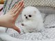 Pomerania Toy cuccioli...due   Pomerania Toy cuccioli...due