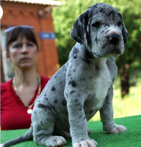 Regalo adorabili cuccioli  Alano  femminucce e maschietti disponibili