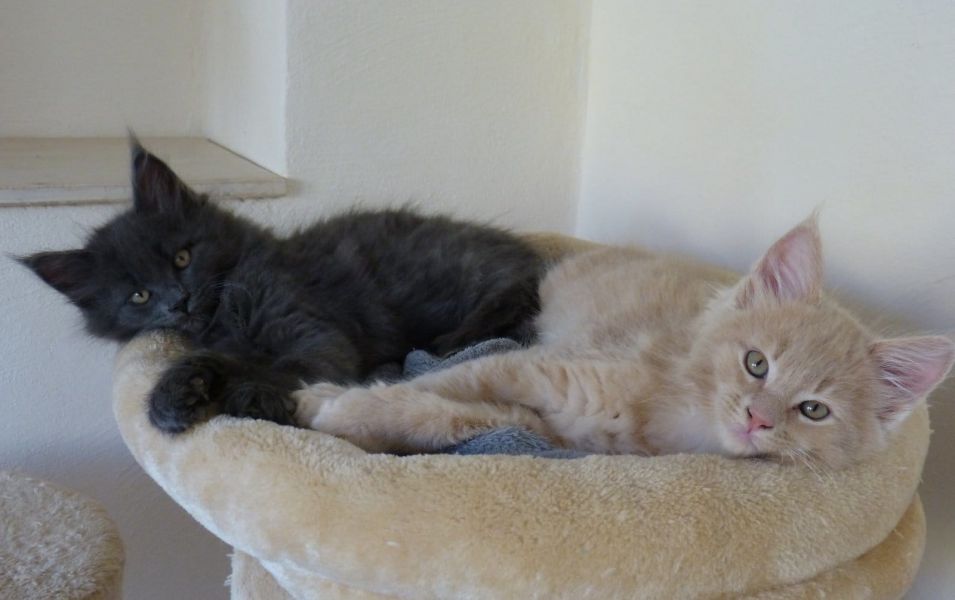  gattini main coon per adozione ( per regalo )