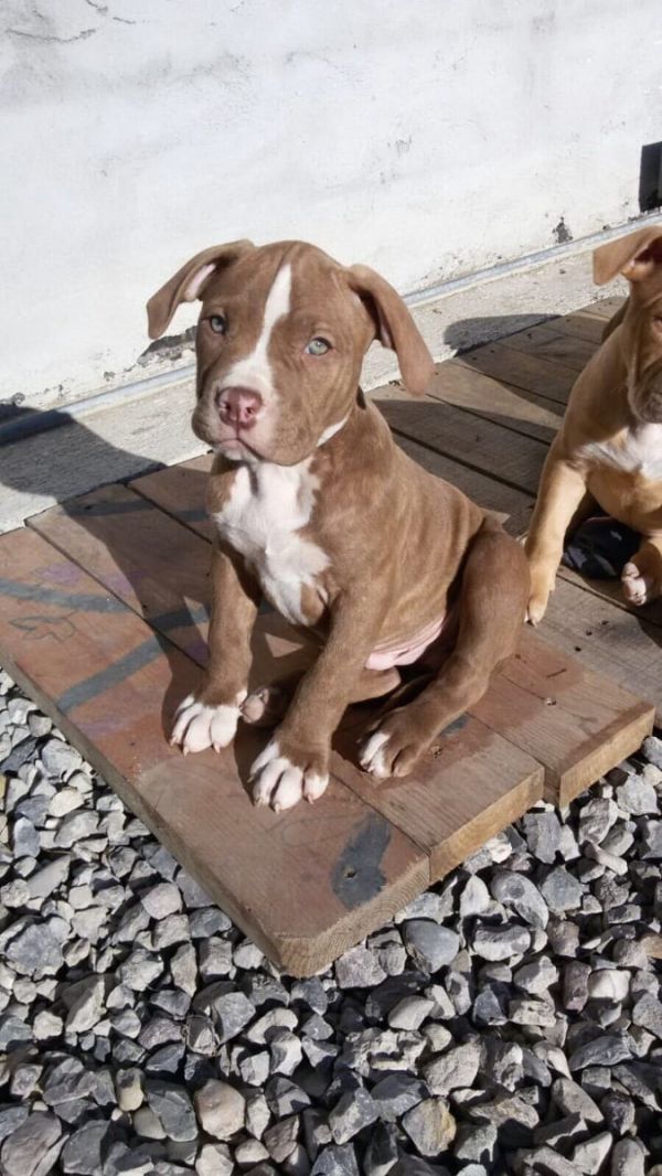  cuccioli di pitbull  per adozione ( regalo  )