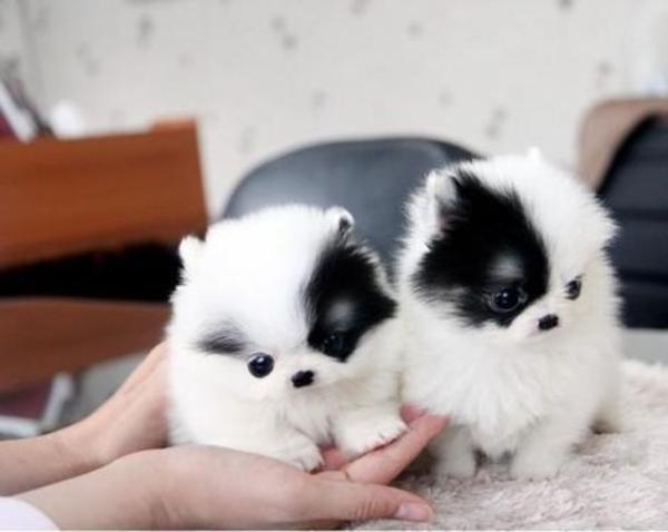 Adorabili cuccioli di pomerania volpino femminucce e maschietti disponibili per l'adozione