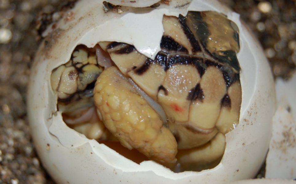 Sano tartaruga radiata Geochelone   (T. hermanni boettgeri)  (T. graeca ibera  (T. marginata margina