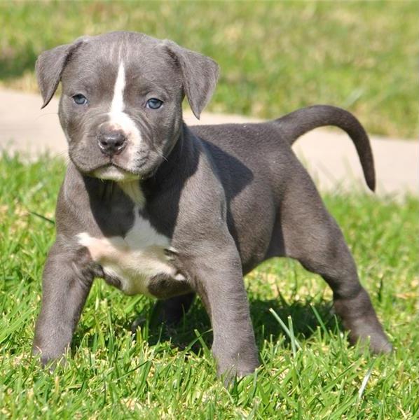 Regalo Cuccioli di Pitbull