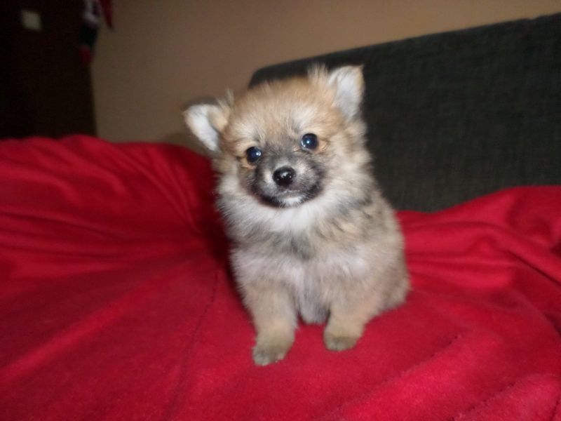  cuccioli di volpino pomeranian  ( per regalo )