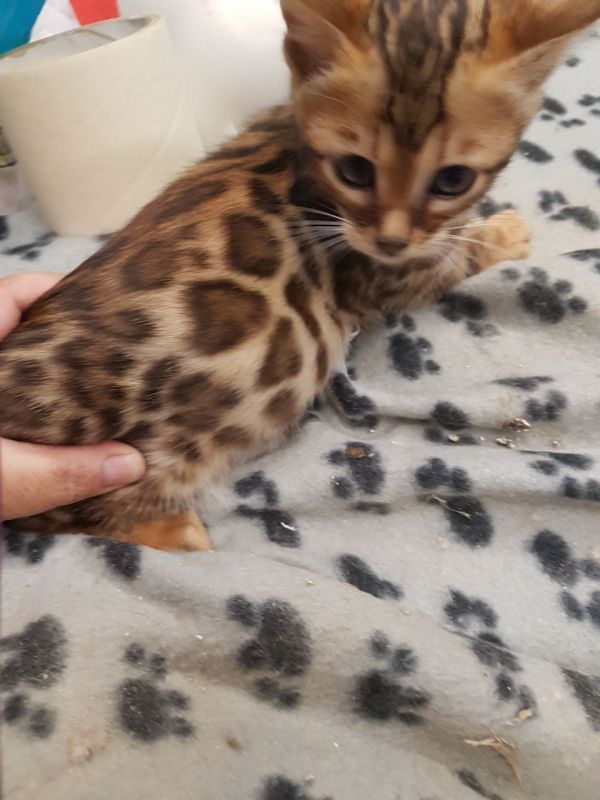 Gattini di Bengala X Fiduciosi Gorgeous
