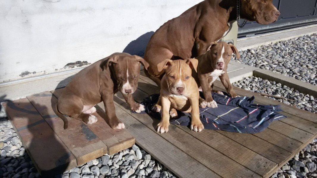   cuccioli di pitbull  ( per regalo )