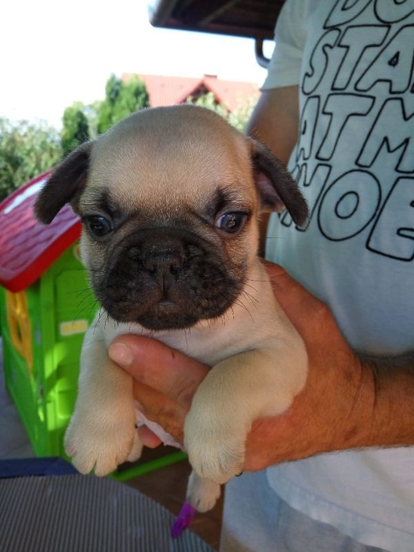 Adorabili cuccioli di Bulldog Francese femminucce e maschietti disponibili per l'adozione gratuita