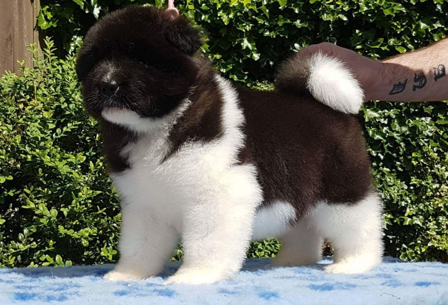  Regalo akita inu Disponibili bellissimi cuccioli gi� vaccinati sverminati e iscritti in anagrafe ca