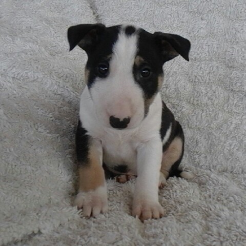  adorabili cuccioli di bull terrier in regalo