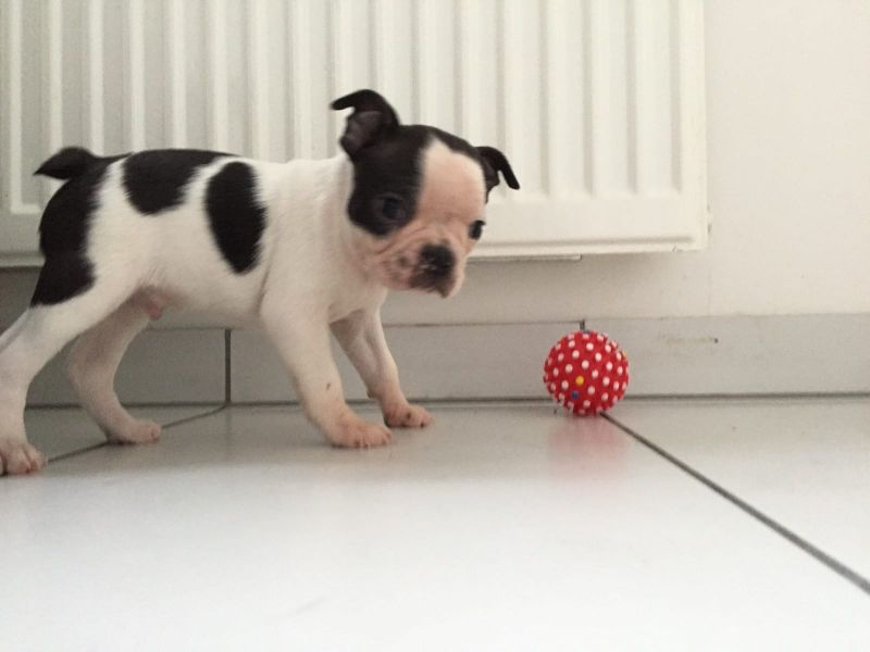 regalo cuccioli di boston terrier  disponibili per l'adozione