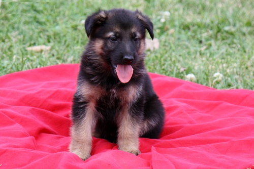 REGALO Cuccioli di Pastore Tedesco  Disponibilità immediata cuccioli di Pastore tedesco selezionati 