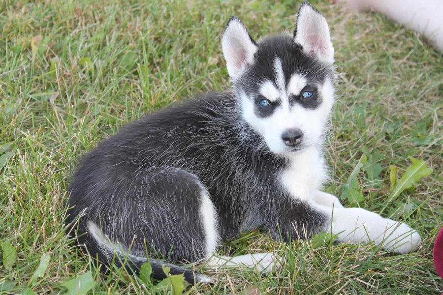 Due cuccioli di Husky disponibili!!