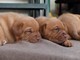 Cuccioli di dogue di bordeaux, ovviamente con pedigree,  cuccioli di dogue di bordeaux, ovviamente c