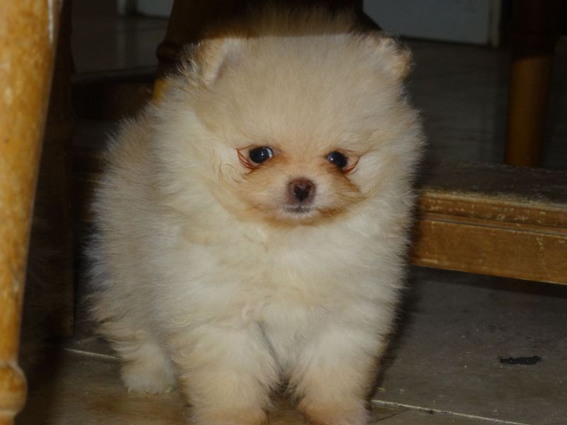 ((REGALO)) 2 volpino di pomerania