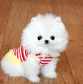 Cuccioli di Pomerania
