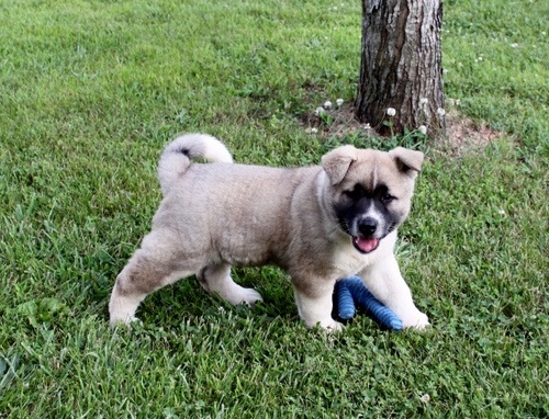  REGALO AKITA INU CUCCIOLI MASCHIO E FEMMINA Disponibili cuccioli , Ottima genealogia, Caratteri spl