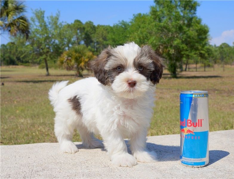  REGALO Dolci cuccioli Havanese per l'adozione abbiamo cuccioli Havanese molto felice e sorprendente