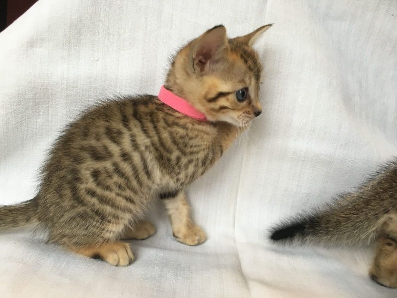 Molto bella e sani gattini Savannah  per adozione maschi e femmine disponibili (gratis)