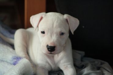 Adorabili cuccioli di Dogo Argentino femminucce e maschietti disponibili