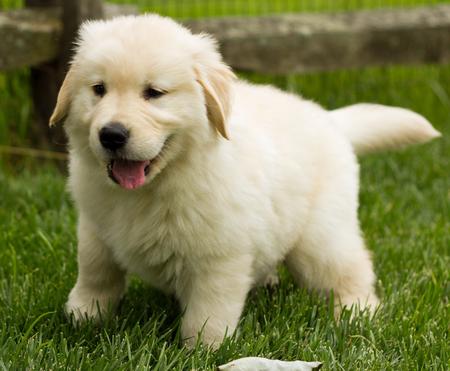  Molto bella e sani cuccioli di golden retriever per adozione (gratis) 
