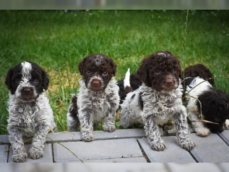 Dolce cuccioli di lagotto romagnolo per adozione