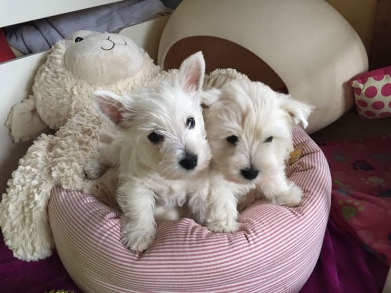 Cuccioli di West highland ( per regalo )