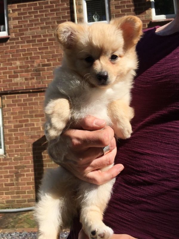 Regalo Volpini cuccioli di pomerania