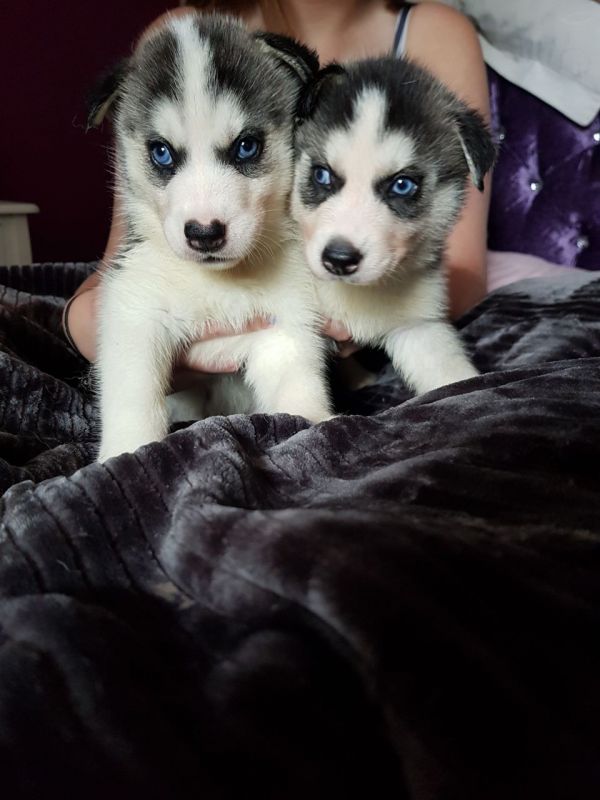 Cuccioli di Husky siberiano