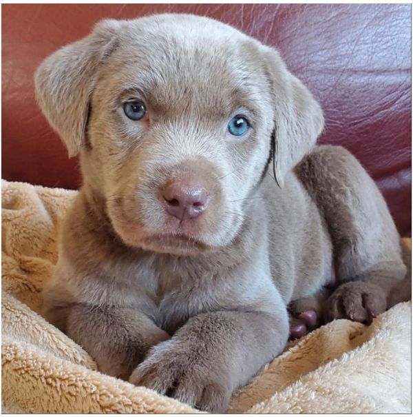 Bello Labrador , Maschio e femmina,In regalo