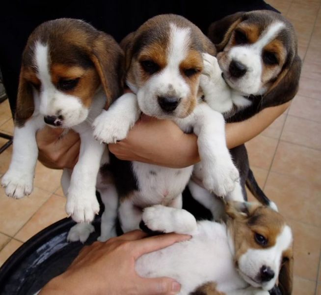 Abbiamo disponibili cuccioli di Beagle Maschi e Femmine