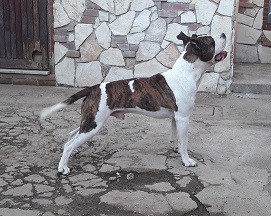 Cedesi cucciolone di American Staffordshire Terrier