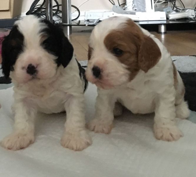 Cuccioli di cavalier king disponibili