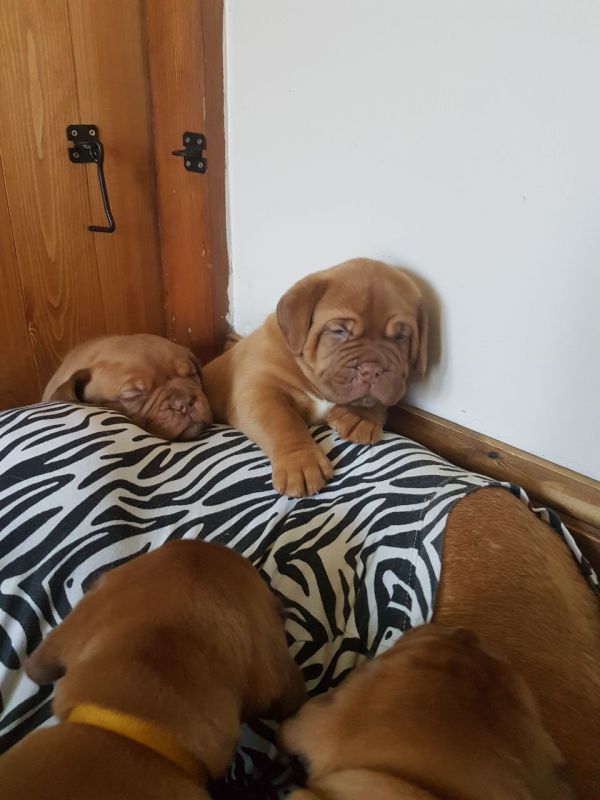 Gratis Dogue De Bordeaux Cuccioli da adozione