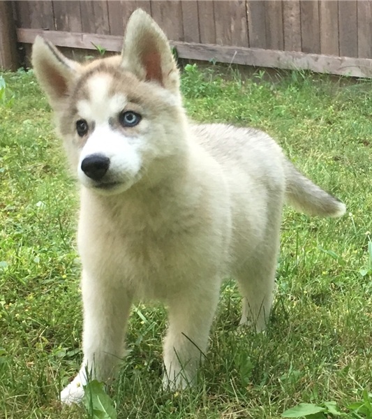 Cuccioli di Husky siberiano